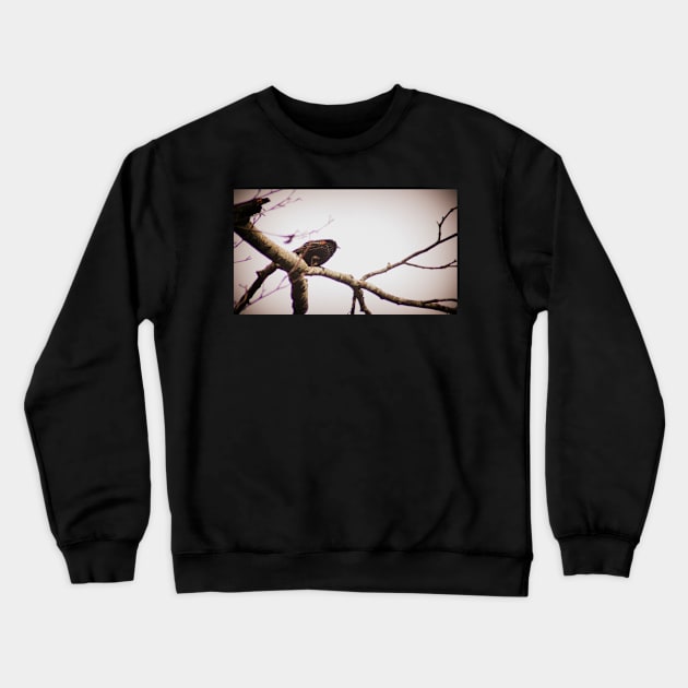 male red winged black bird in a tree Crewneck Sweatshirt by DlmtleArt